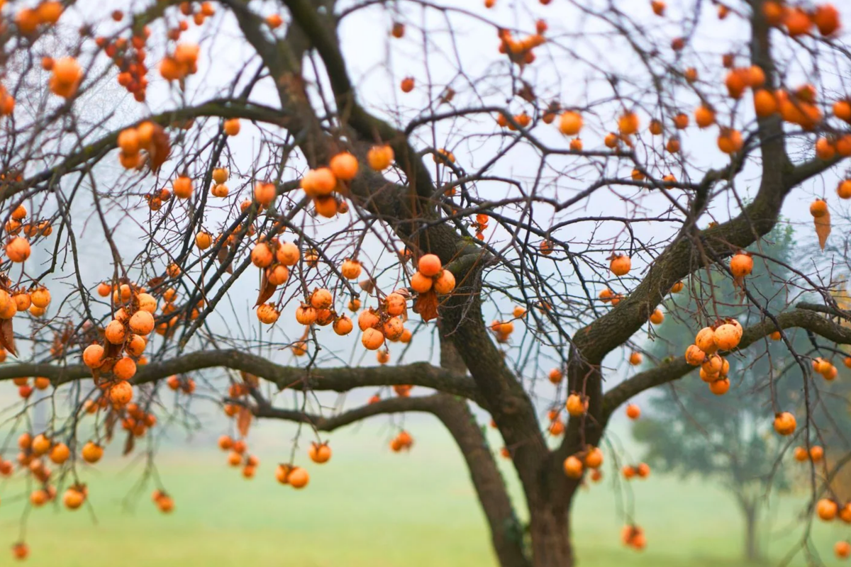 American Persimmon Tree 18"-24" Live Bare Root Diospyros Virginiana Hardy Zones 3-8 Deciduous Fruit Tree Seedling