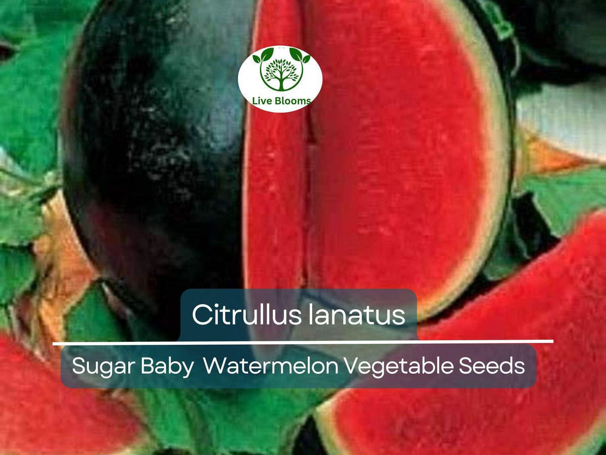 1000 mg Sugar Baby Watermelon Seeds - Citrullus lanatus Heirloom Variety for Small Gardens & Containers