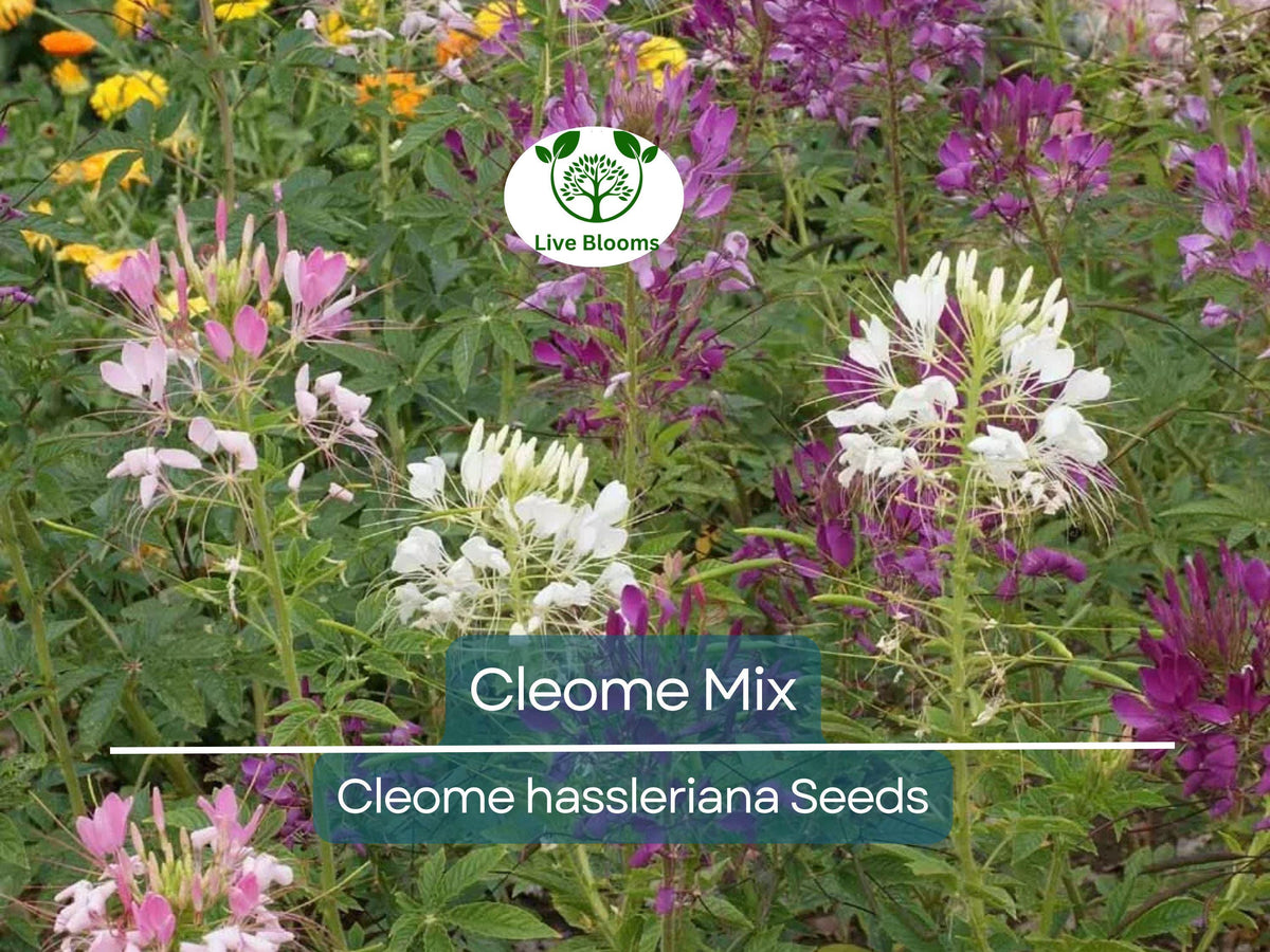 200 Cleome Spider Flower Seeds | Mixed Colors | Cleome hassleriana | Non-GMO | Pollinator Friendly | Easy to Grow
