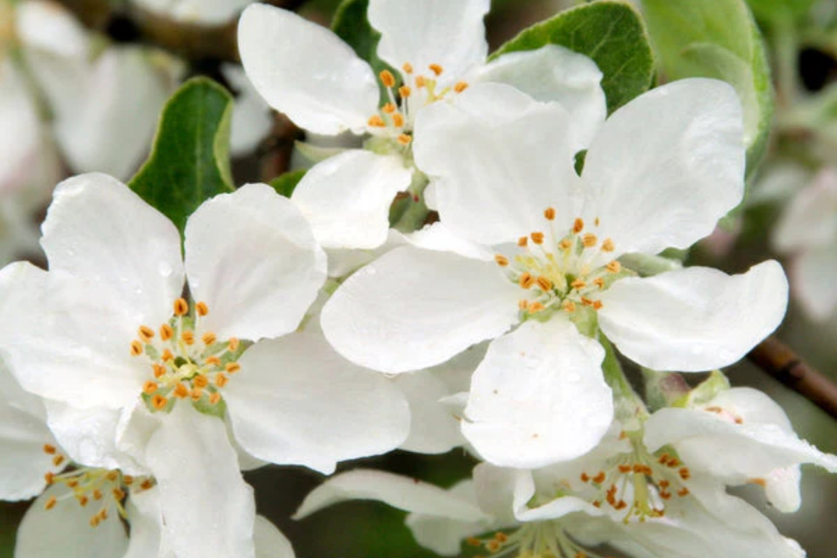 Roselow Sargent Crabapple Tree - Live Bare Root Plant 10-12" - Malus sargentii 'Roselow' - Ornamental Wildlife-Friendly Tree