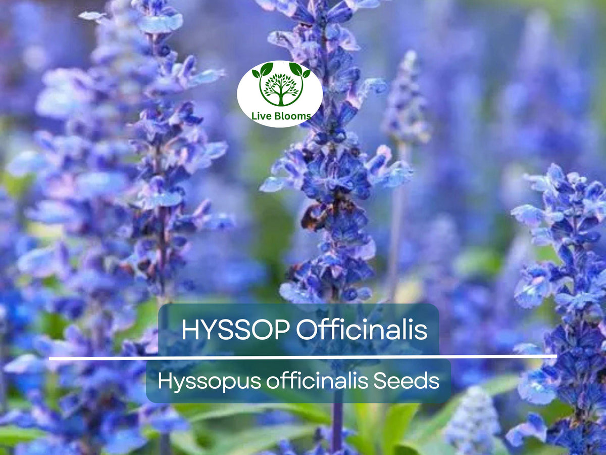 200 Seeds Hyssop Herb Non-GMO Perennial Pollinator Plant Blue Flowers Hyssopus officinalis Drought-Tolerant Garden Plant
