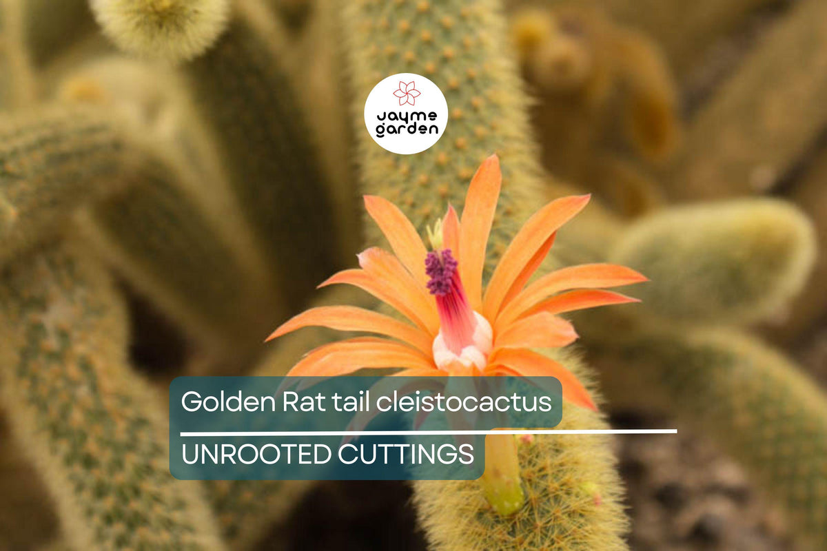 Christmas Cactus Starter Plant - Miss Shimano - Schlumbergera Truncata - Well-Rooted Indoor Cactus for Holiday Decor