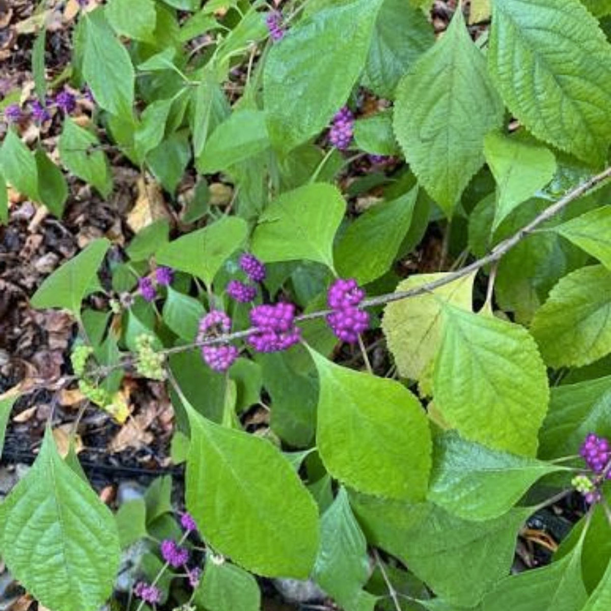 Beauty Berry Bush Cuttings - 7 Live Plant Cuttings for Propagation - Callicarpa americana