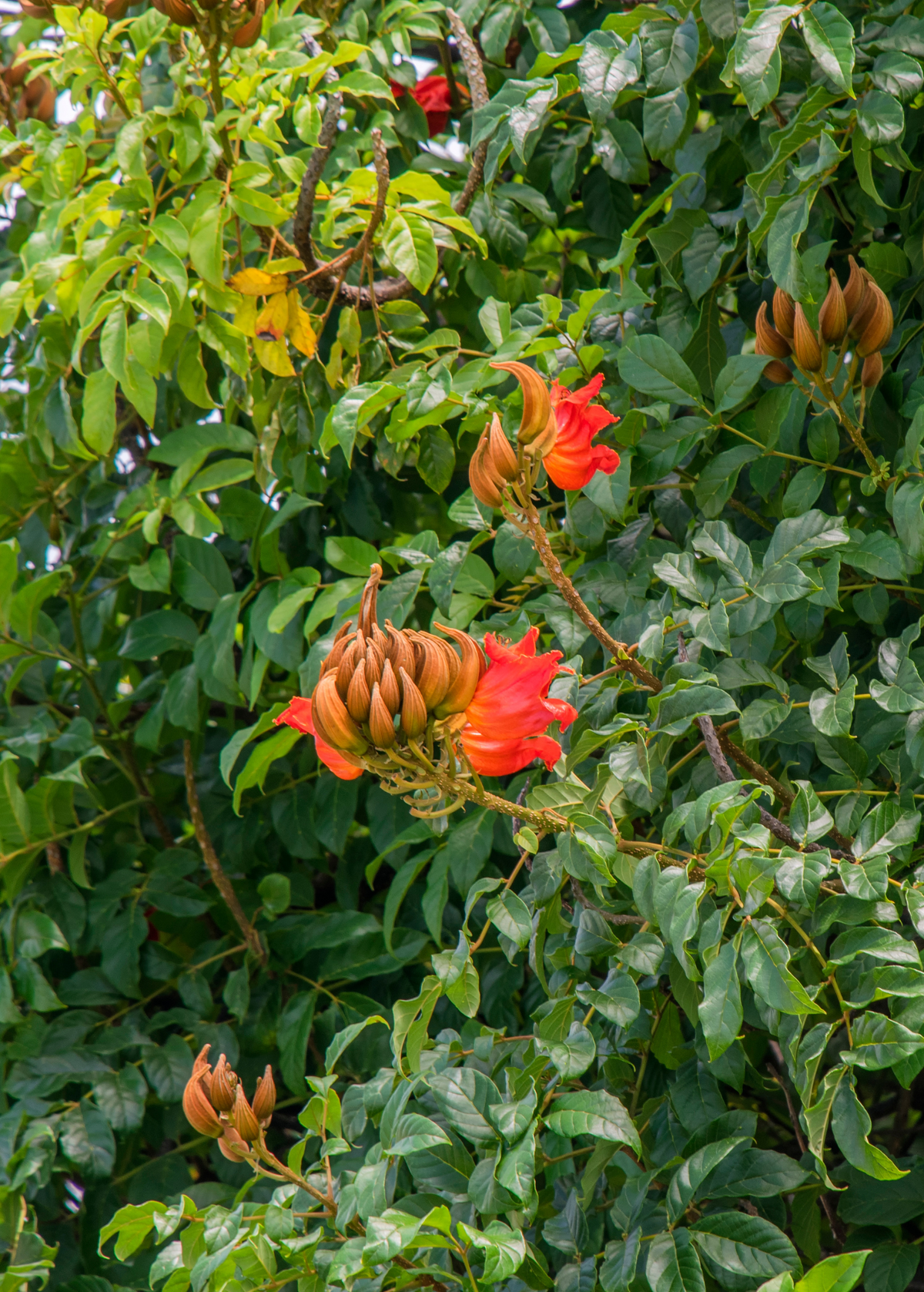 African Tulip Tree, Jamaican Donkey Pee Pee  (Spathodea campanulata)