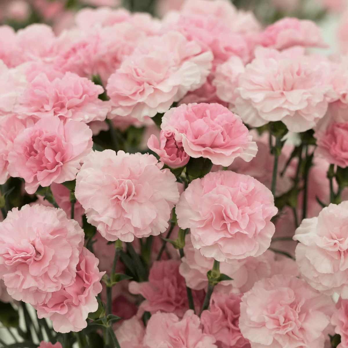 La France Carnation Seeds | 50 Non-GMO Seeds | Dianthus caryophyllus | Garden Flower Seeds