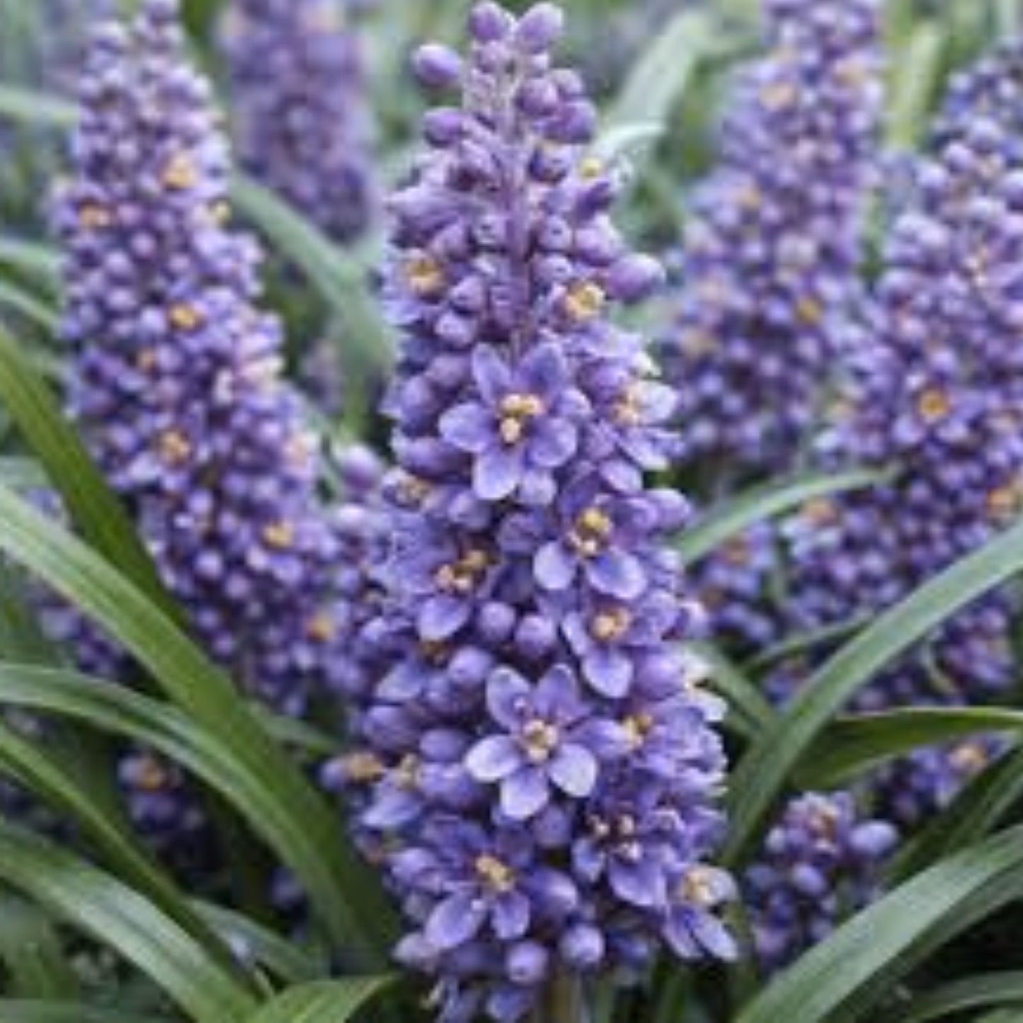 Liriope Plant Starter Plugs - 15 Rooted "Monkey Grass" Lilyturf (Liriope muscari) for Ground Cover Landscaping