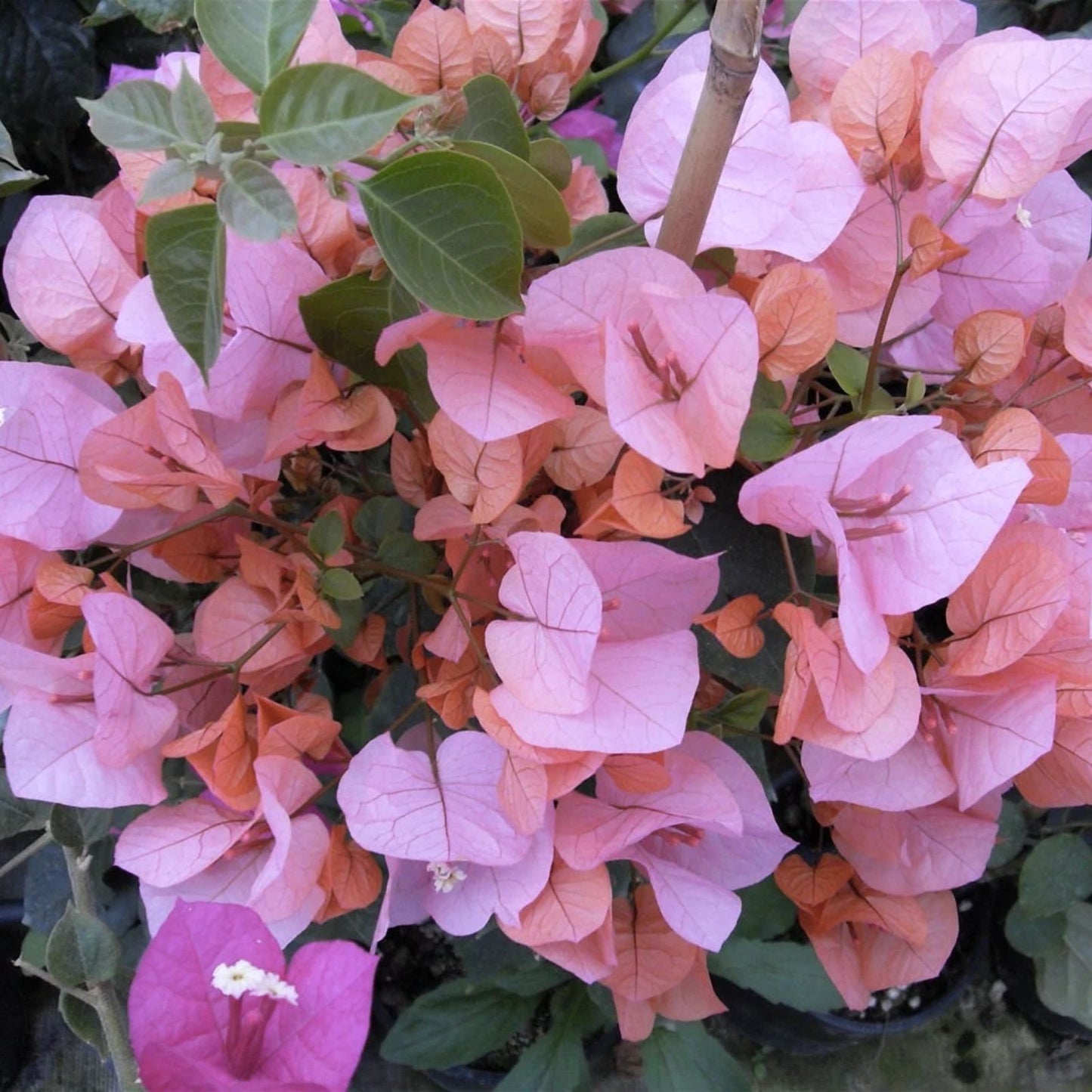 Bougainvillea Starter Plug Plant - HUGH EVANS Variety - Well Rooted Live Plant for Gardens, Containers, and Landscapes