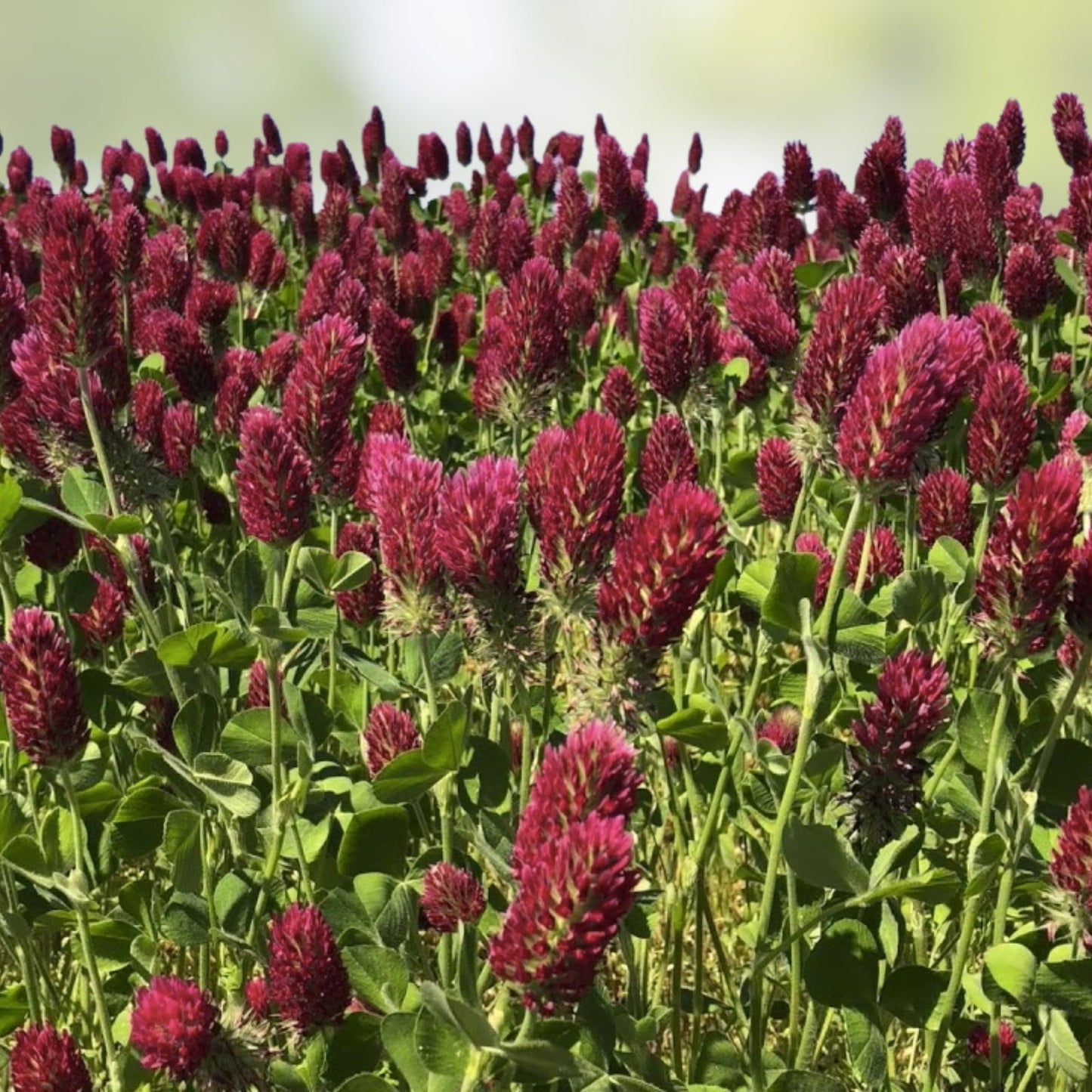 Crimson Clover Cover Crop Seeds - Non-GMO Heirloom - Inoculated for Planting - Trifolium incarnatum