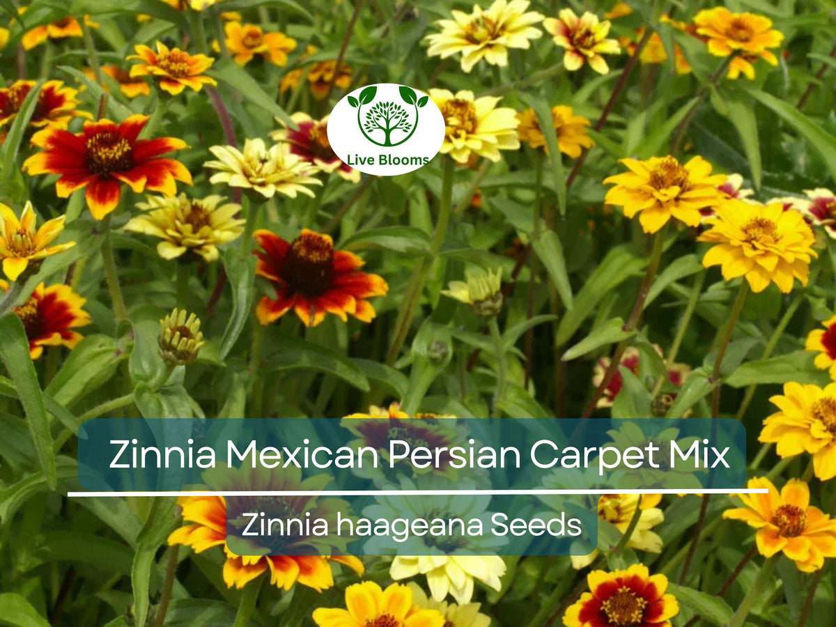 500 Seeds Zinnia Mexican Persian Carpet Mix, Dwarf Flowers, Non-GMO, Vibrant Colors, Pollinator-Friendly, Easy to Grow