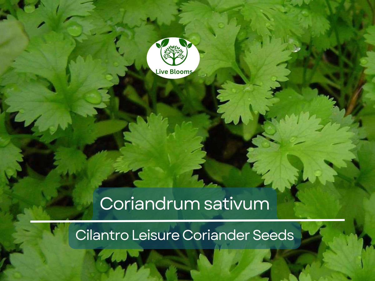 Cilantro Seeds - 175 Premium Non-GMO Coriander Seeds for Planting - Fresh Herb for Kitchen Garden (Coriandrum sativum)