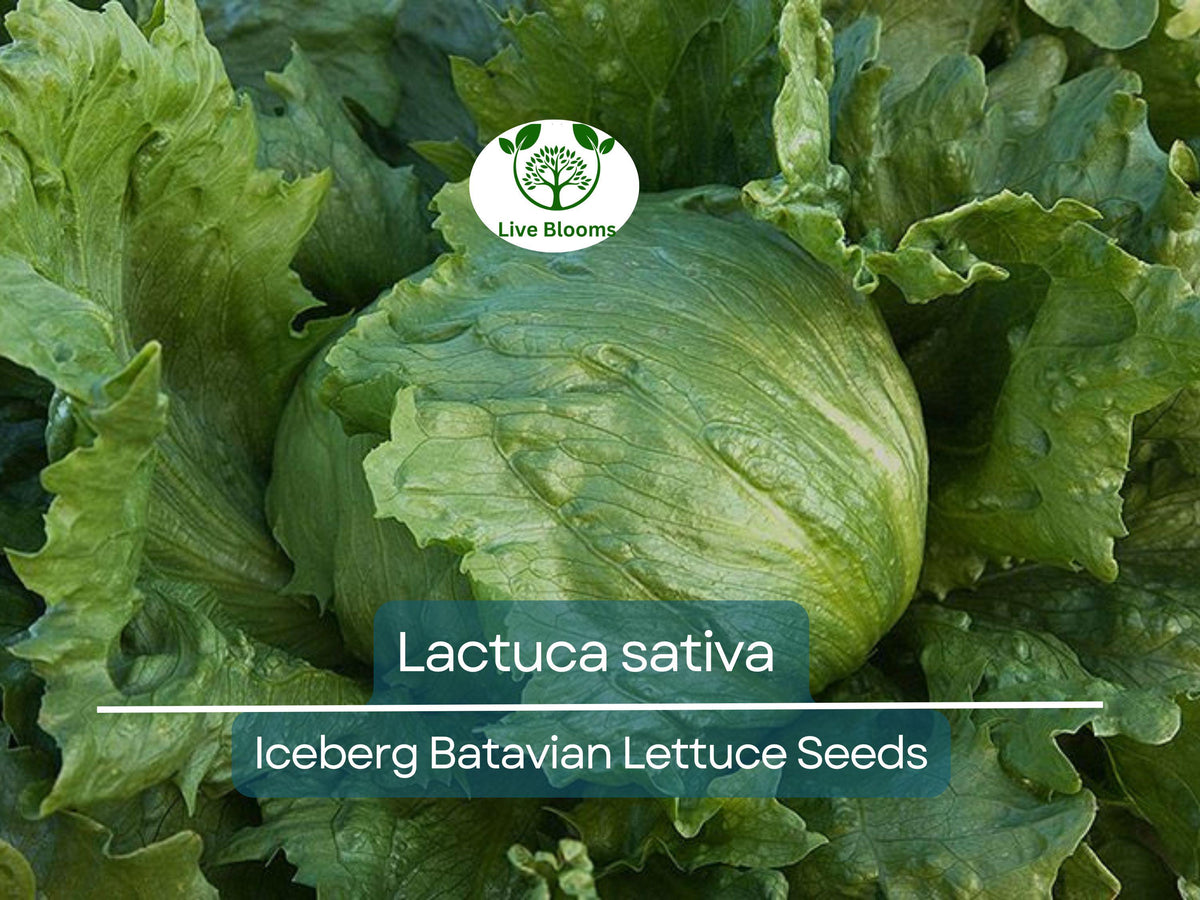 700 Seeds Iceberg Batavian Lettuce - Lactuca sativa Heirloom Seeds for Crisp, Fresh Salads & Sandwiches
