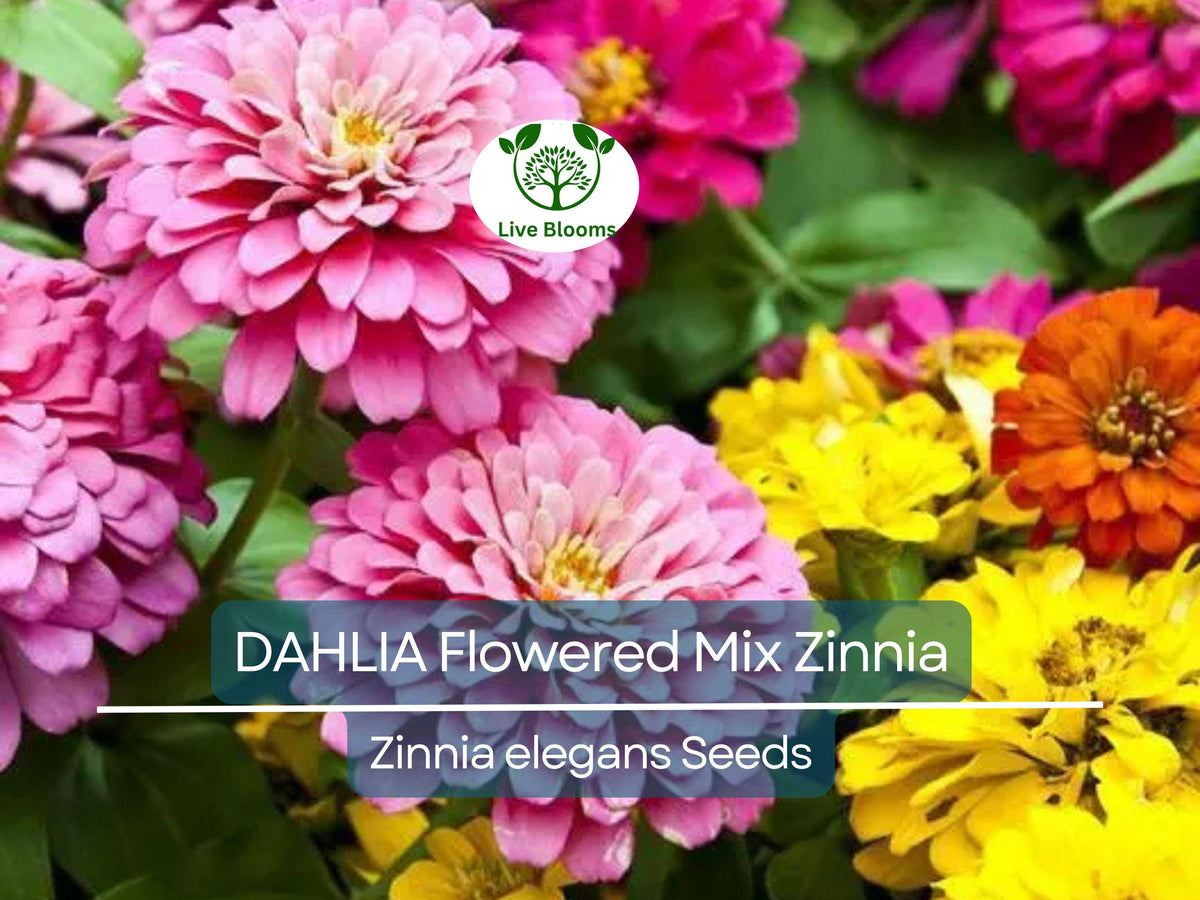 200 Zinnia elegans Dahlia Flowered Mix Seeds, Non-GMO, Vibrant Colors, Hummingbird & Pollinator Friendly, Garden Flowers