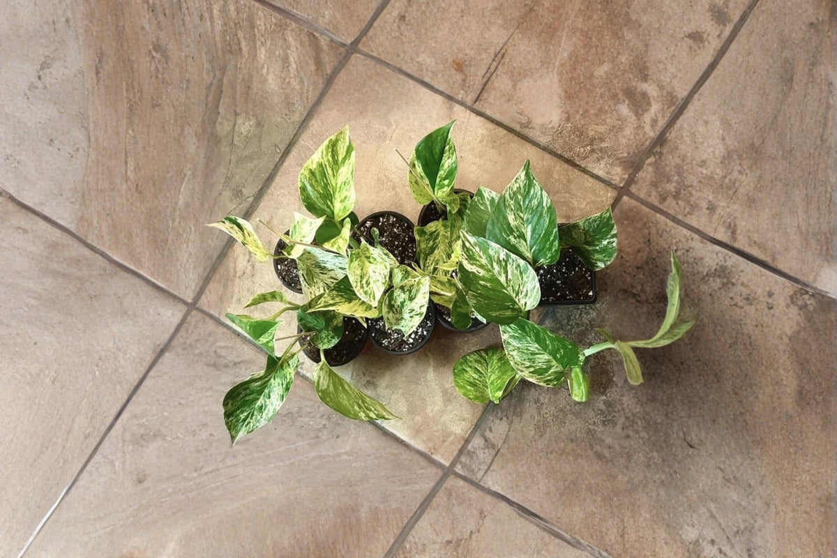 Christmas Cactus Starter Plant - Miss Shimano - Schlumbergera Truncata - Well-Rooted Indoor Cactus for Holiday Decor