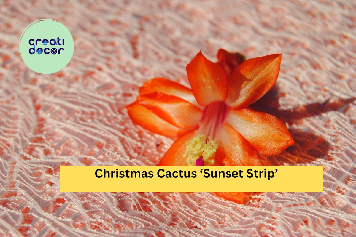 Christmas Cactus Starter Plant - Miss Shimano - Schlumbergera Truncata - Well-Rooted Indoor Cactus for Holiday Decor