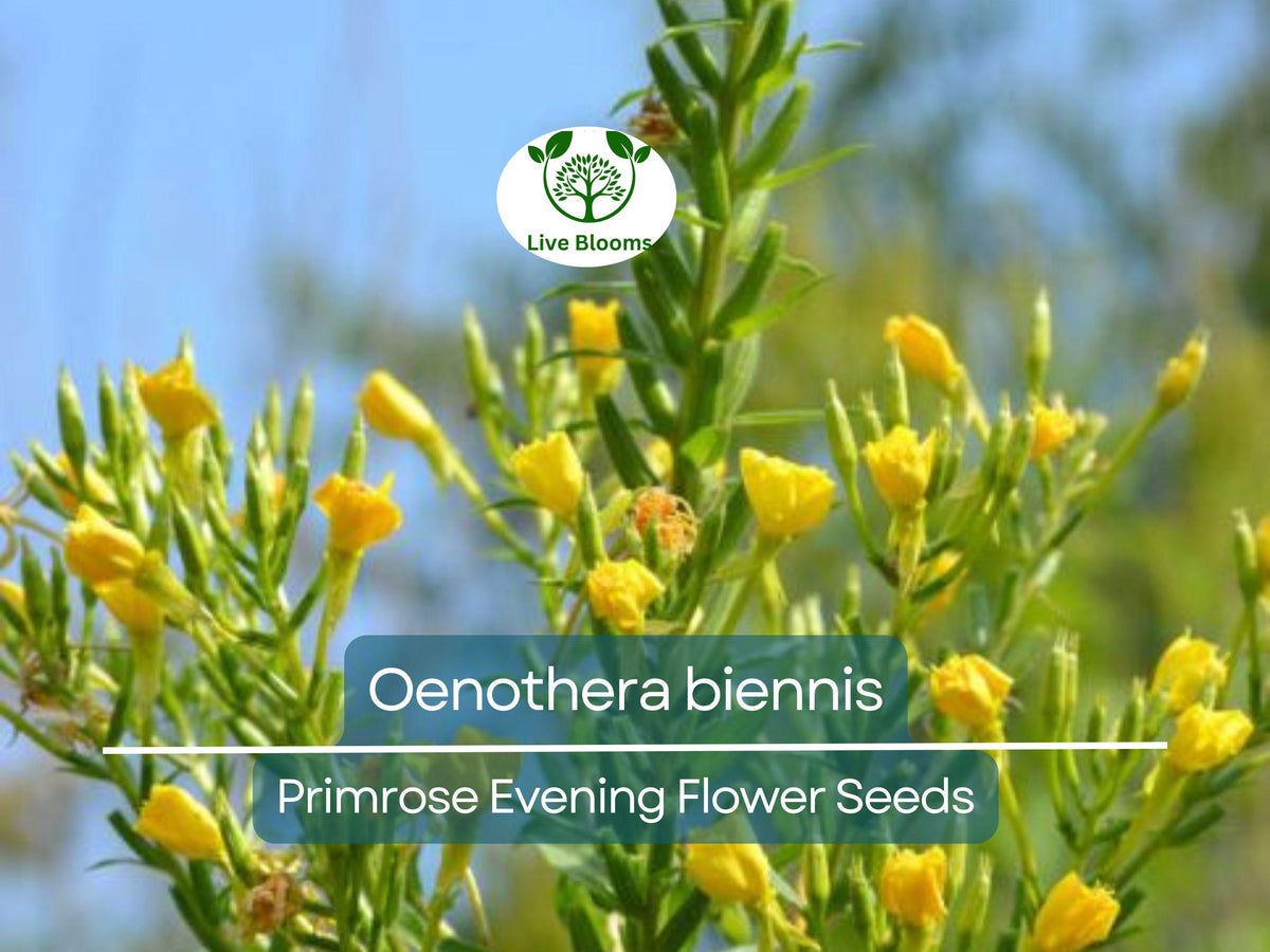 Reed Canary Grass Seeds - 1,000 Count - Ornamental Grass - Phalaris arundinacea - Green Foliage for Ground Cover and Erosion Control