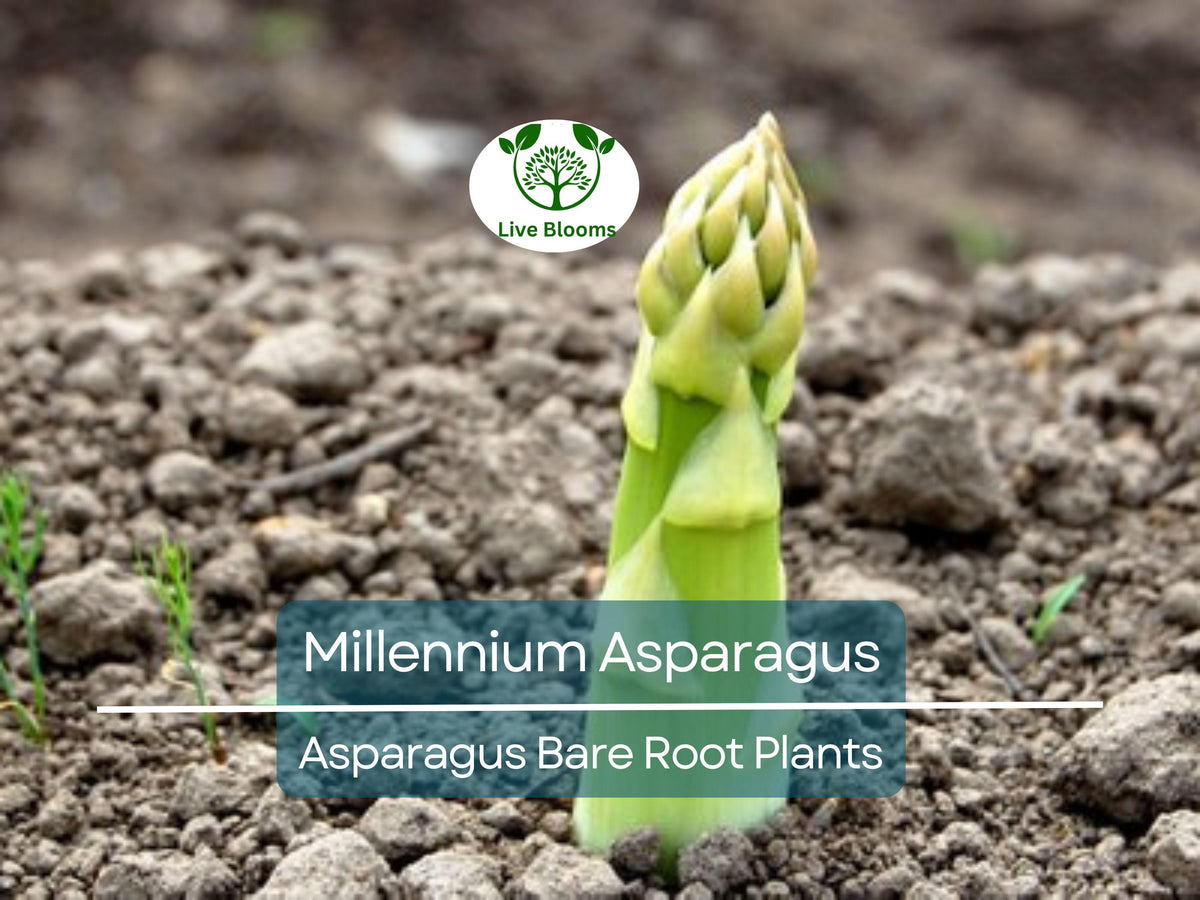 Sunflower Seeds for Planting 50 Count - Easy to Grow Helianthus annuus - Vibrant Yellow Flowers for Garden