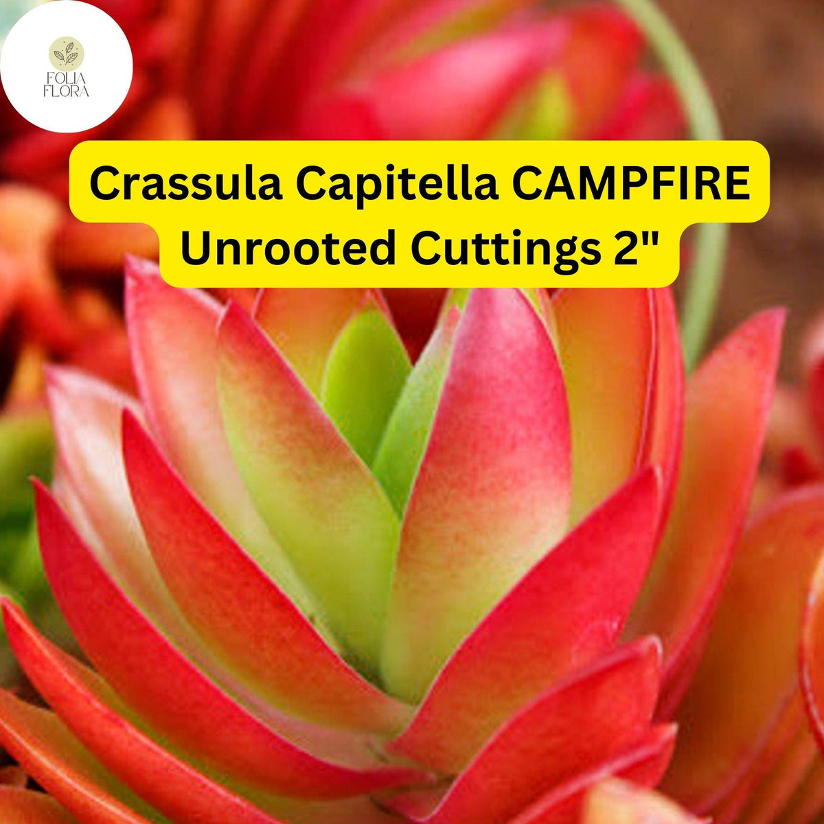 Christmas Cactus Starter Plant - Miss Shimano - Schlumbergera Truncata - Well-Rooted Indoor Cactus for Holiday Decor