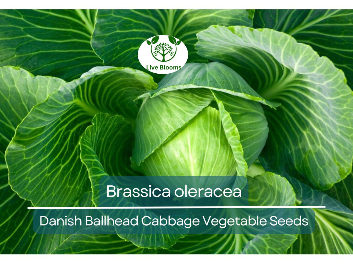 Danish Ballhead Cabbage Seeds 1 Gram - Heirloom Brassica oleracea for Planting & Gardening, Cold-Hardy Variety
