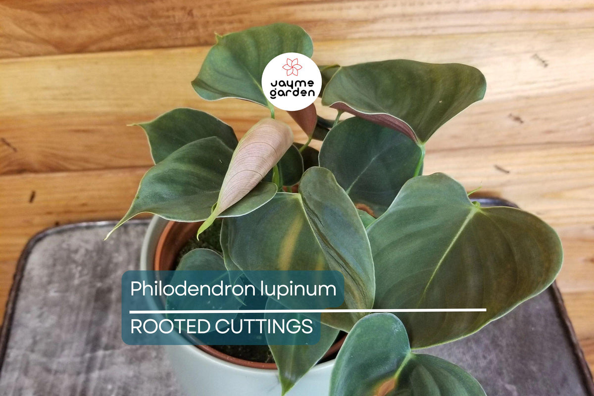 Christmas Cactus Starter Plant - Miss Shimano - Schlumbergera Truncata - Well-Rooted Indoor Cactus for Holiday Decor