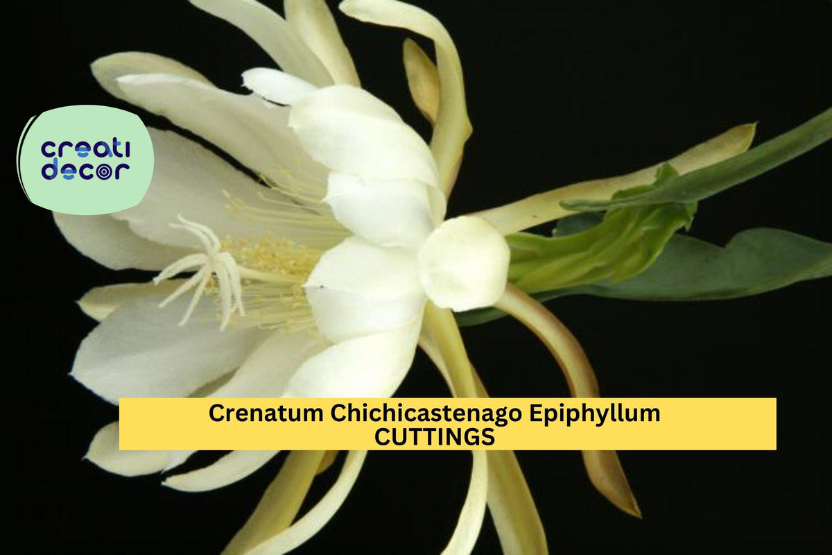 Christmas Cactus Starter Plant - Miss Shimano - Schlumbergera Truncata - Well-Rooted Indoor Cactus for Holiday Decor