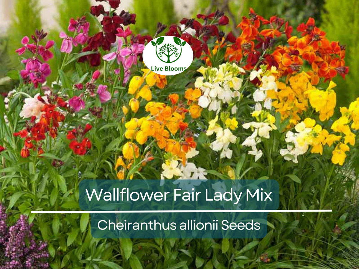 200 Seeds Wallflower 'Fair Lady Mix' - Fragrant Bi-Colored Blooms - Cheiranthus allionii - Non-GMO Biennial for Gardens