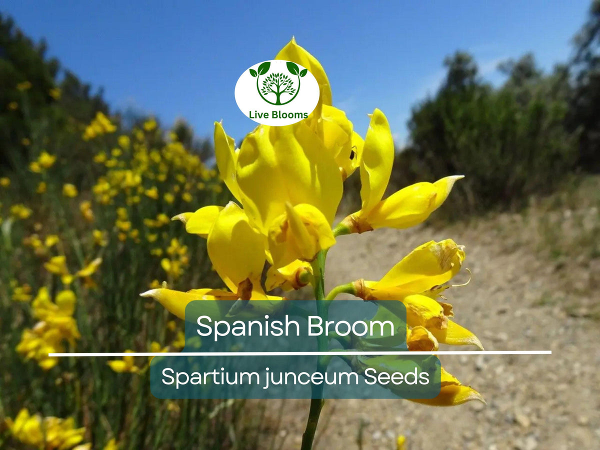 100 Wildflower Seeds - Church Steeples - Agrimonia eupatoria - Yellow Flowers for Garden, Pollinator Friendly, Easy to Grow
