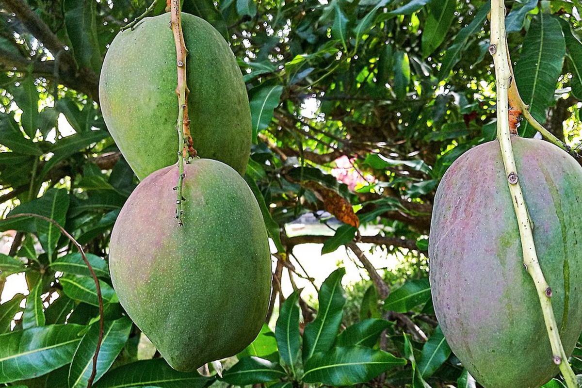 Julie Mango Tree Seedling 1'-2' | Mangifera indica | Compact Tropical Fruit for Small Spaces | Sweet Aromatic Mangoes