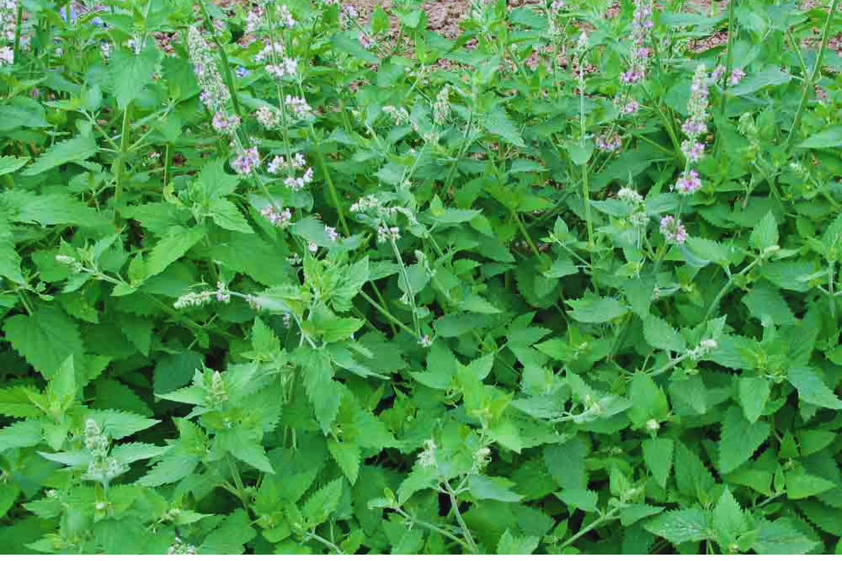 Catnip Seeds | Heirloom Non-GMO Catmint | Nepeta cataria | Fresh Garden Seeds from USA