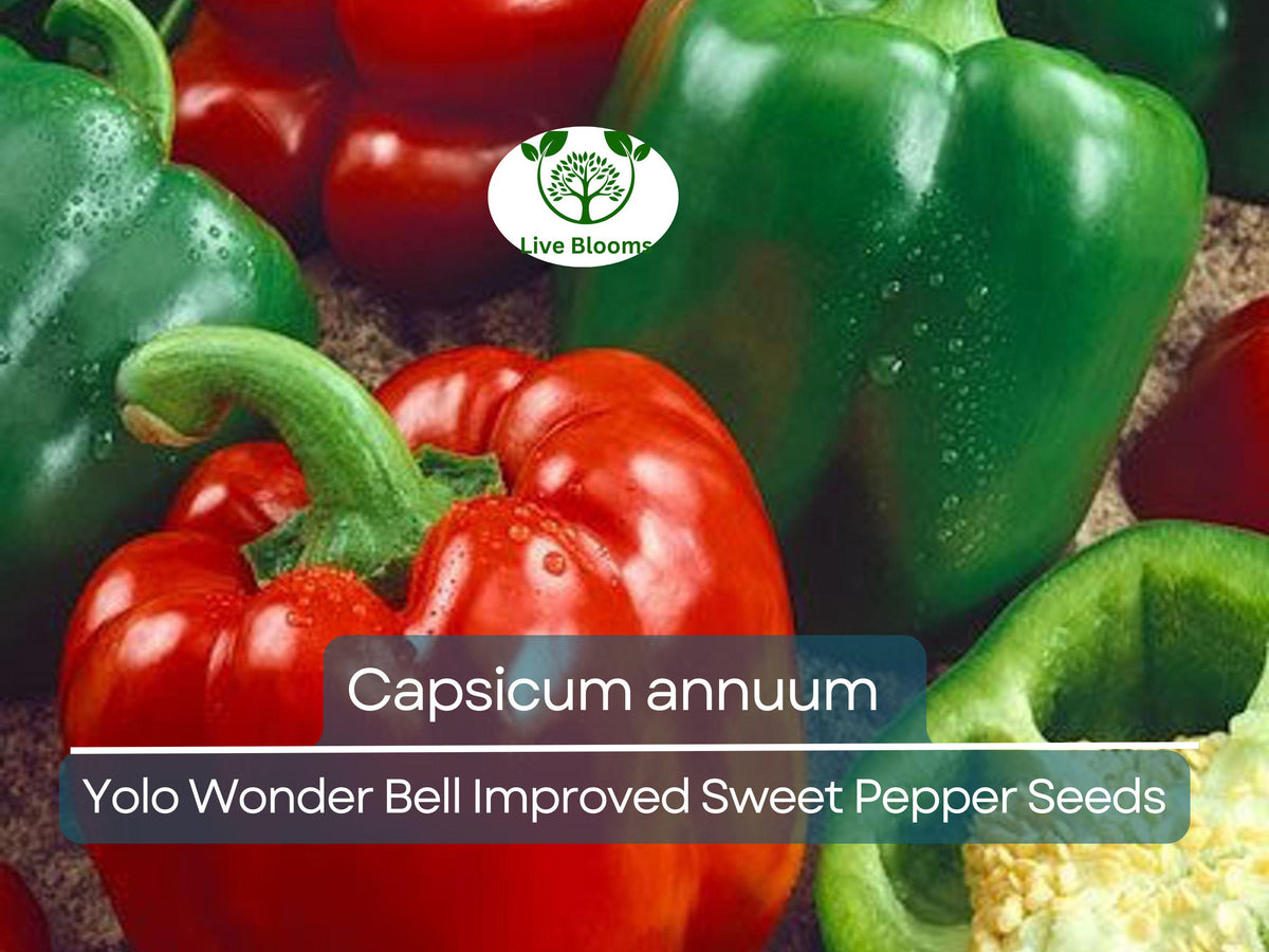 30 Seeds Sweet Pepper Yolo Wonder Bell Improved - Capsicum annuum | High-Yielding, Thick-Walled, Sweet Flavor Peppers