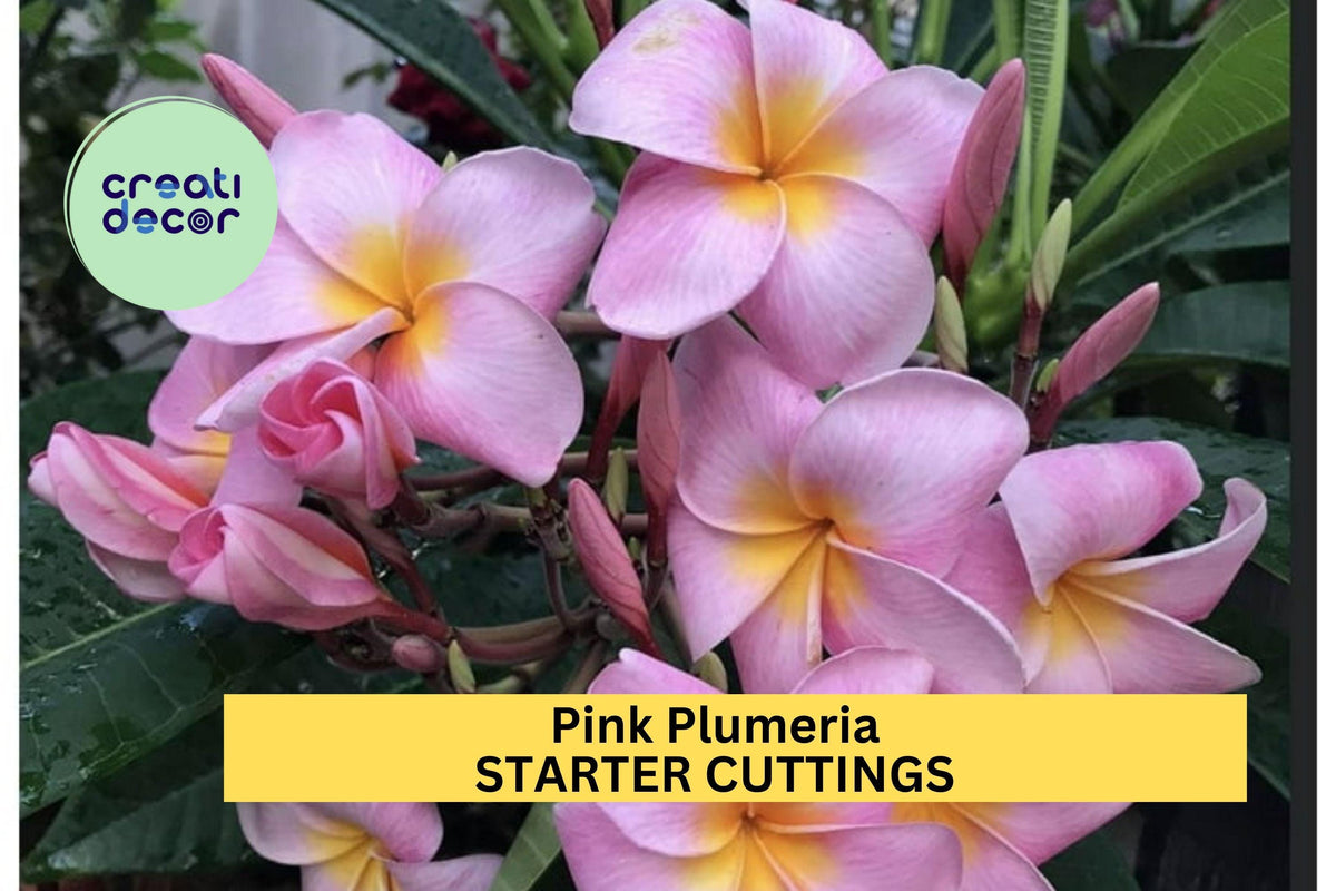 Christmas Cactus Starter Plant - Miss Shimano - Schlumbergera Truncata - Well-Rooted Indoor Cactus for Holiday Decor
