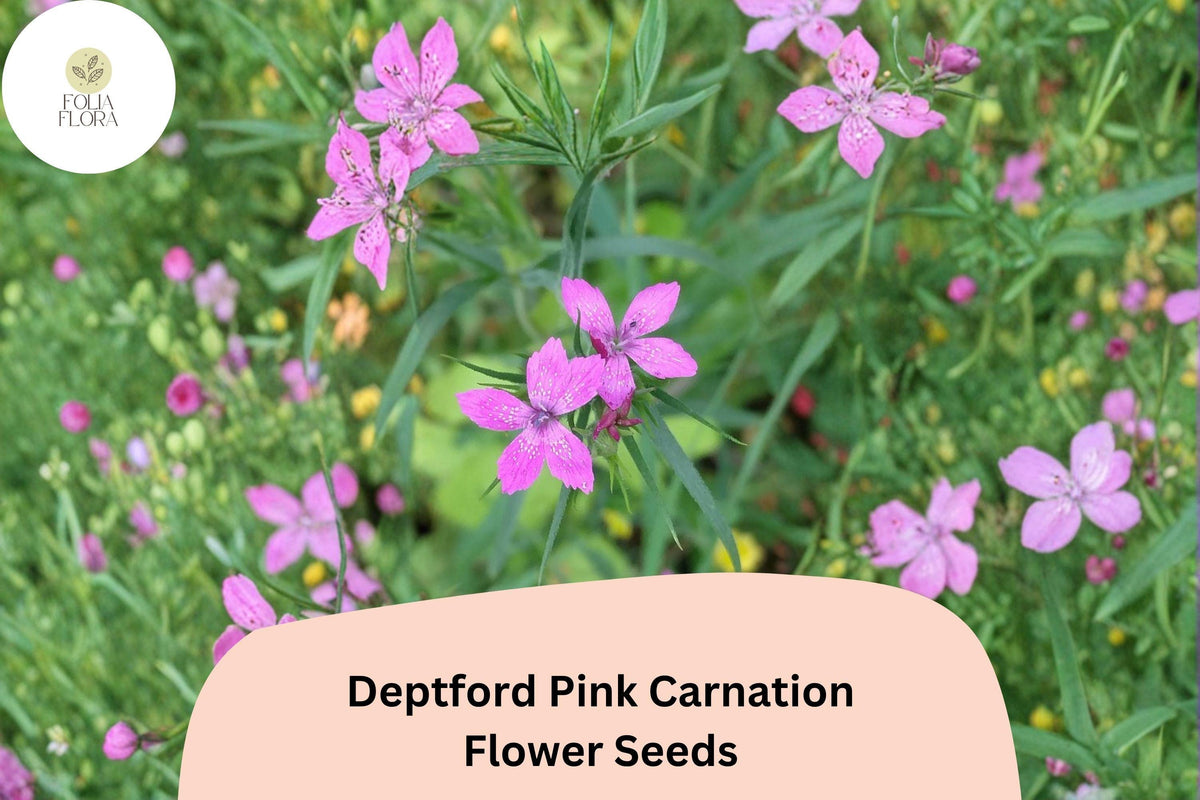 Christmas Cactus Starter Plant - Miss Shimano - Schlumbergera Truncata - Well-Rooted Indoor Cactus for Holiday Decor