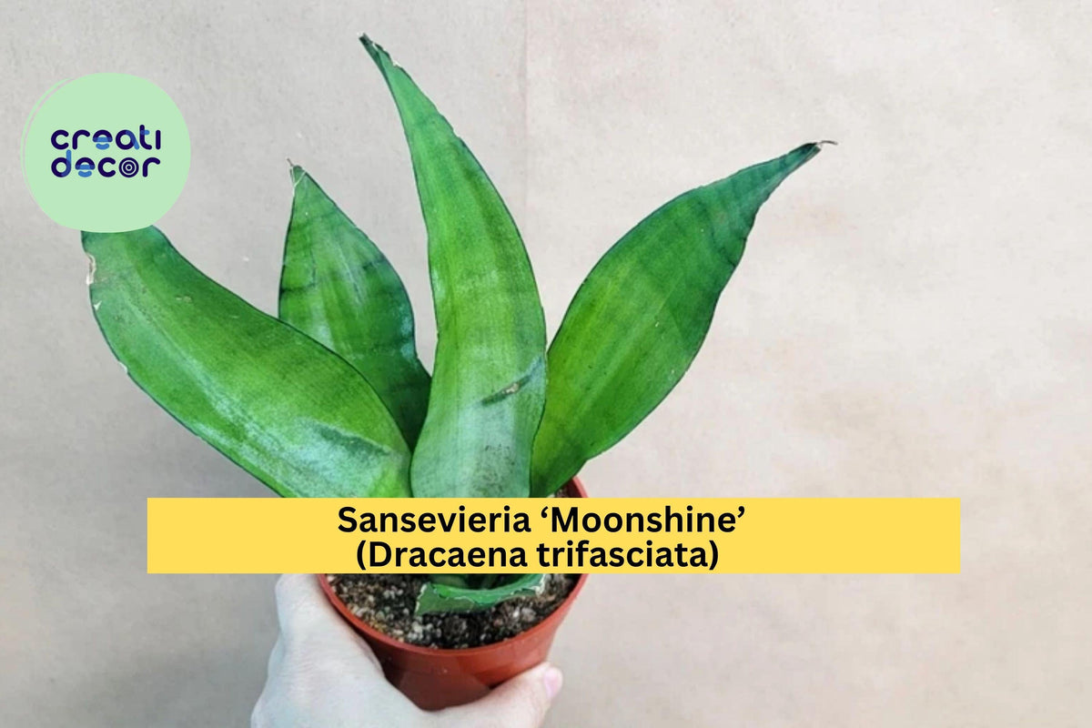 Christmas Cactus Starter Plant - Miss Shimano - Schlumbergera Truncata - Well-Rooted Indoor Cactus for Holiday Decor