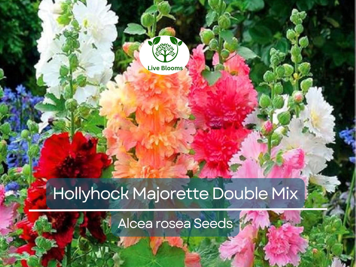 50 Seeds Hollyhock Majorette Double Mix - Dwarf Biennial, Non-GMO, Pollinator-Friendly (Alcea rosea) - Vibrant Colorful Blooms