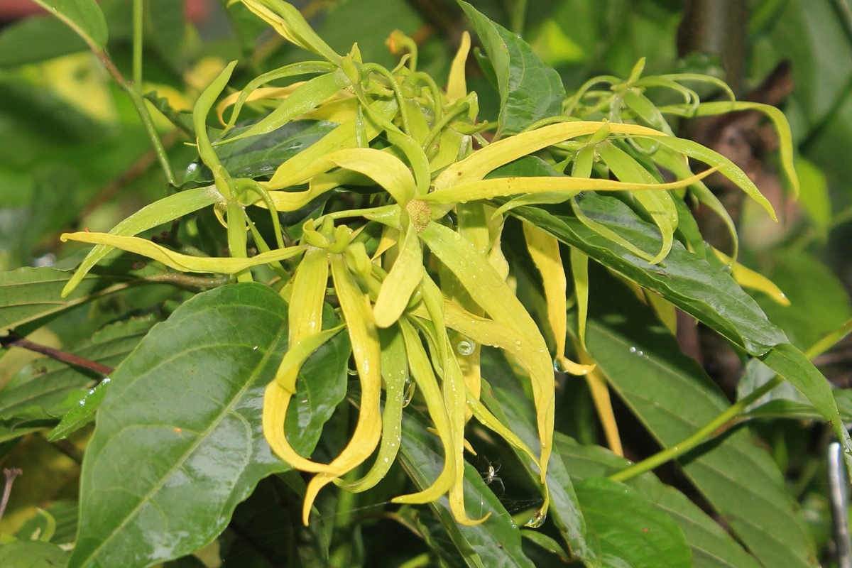 Ylang Ylang Live Tree 1'-2' Tall | Cananga odorata | Fragrant Tropical Plant with Aromatic Star-Shaped Flowers