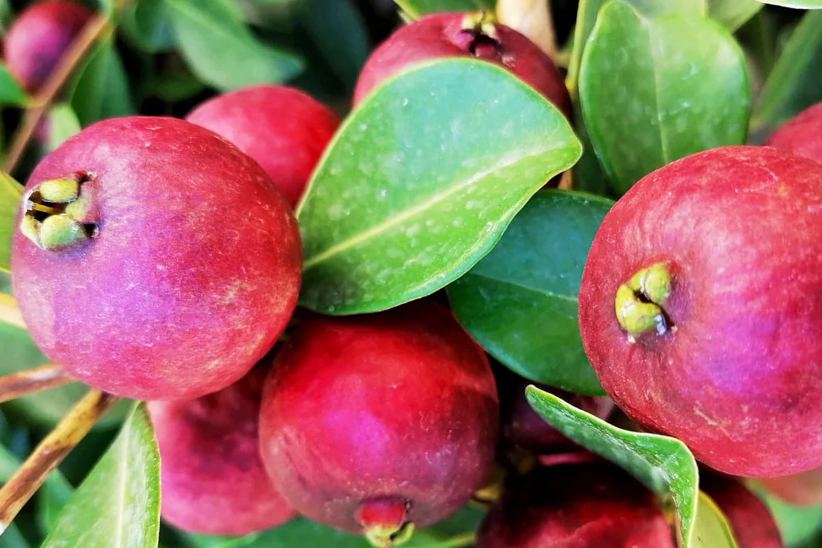 Strawberry Guava Tree 1'-2' Live Tropical Fruit Tree Psidium cattleianum Sweet Aromatic Guava for Gardens Containers