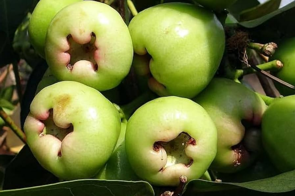 Live Green Wax Jambu Fruit Tree 12"-24" Syzygium samarangense | Tropical Sweet Bell-Shaped Fruit for Gardens