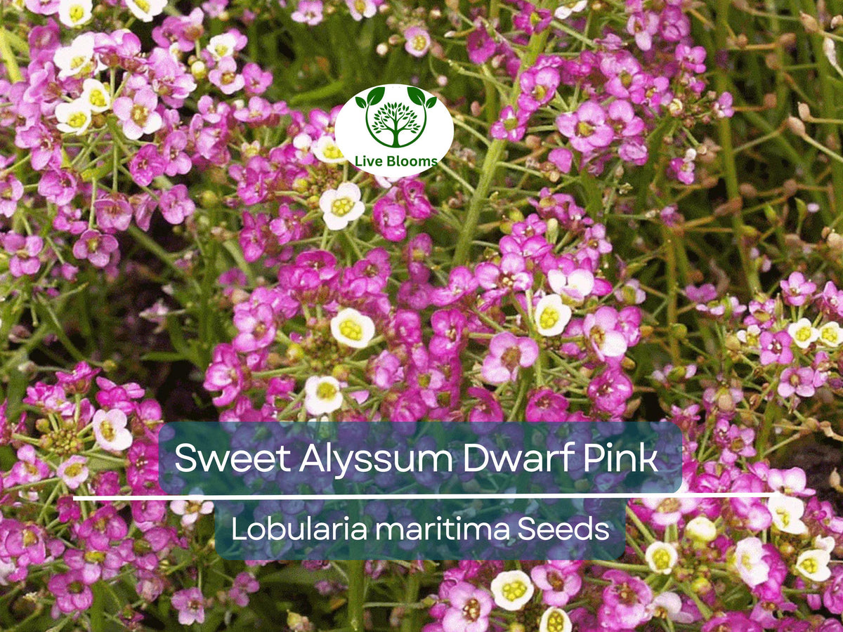 1000 Sweet Alyssum Dwarf Pink Seeds, Fragrant Groundcover, Non-GMO, Lobularia maritima, Attracts Butterflies, Easy to Grow