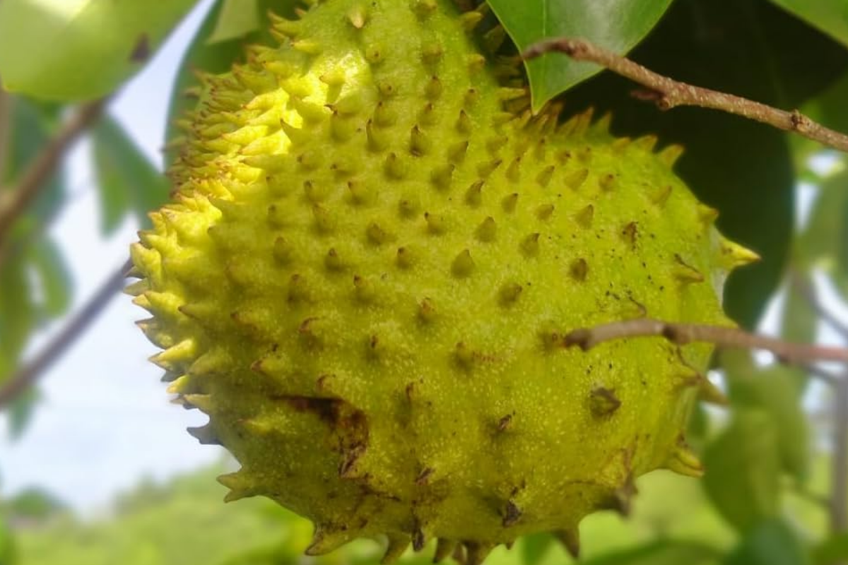 Golden Yellow Soursop Tree 10"-20" | Annona muricata | Tropical Fruit Tree for Juicy, Nutritious Fruit