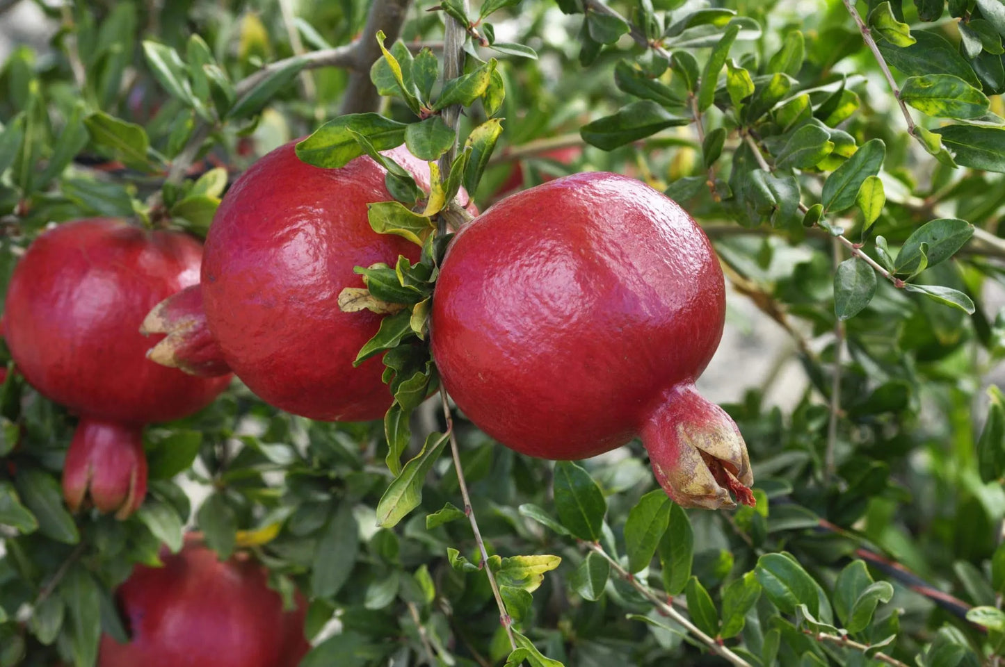 Cold Hardy Pomegranate Plant - R26 Afganski, 1 Gallon Pot, Edible Fruit Tree, Sweet Red Fruit, USDA Zones 6-10