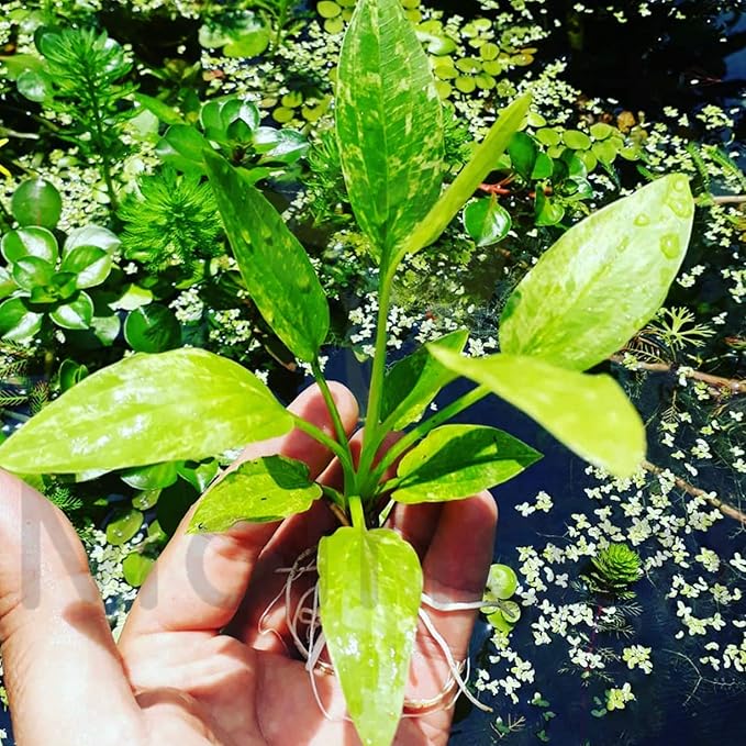 Live Aquarium Plant Small Bare Root Amazon Sword Marble Queen Echinodorus Variegated Easy Freshwater Aquascape Background