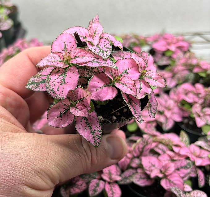 Hypoestes Pink Splash Plant - 2.5" Potted Polka Dot Houseplant, Air-Purifying Foliage, Easy Care Indoor Decor