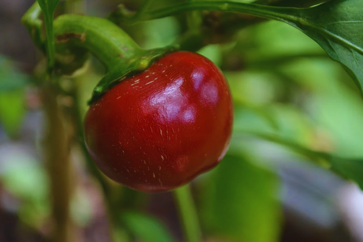 Sweet Red Cherry Pepper Seeds | 40+ Non-GMO Seeds | Capsicum annuum | Ideal for Container Gardening