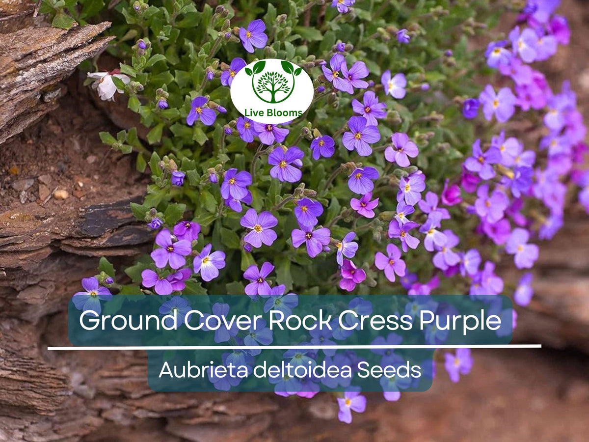 400 Seeds Rock Cress Purple Ground Cover (Aubrieta deltoidea) Non-GMO, Fragrant Flowers, Pollinator Friendly, Easy to Grow