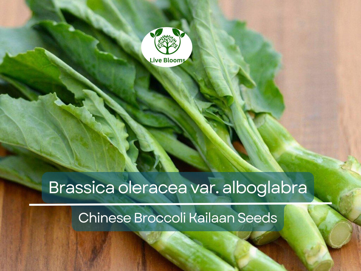 150 Seeds Chinese Broccoli Kailaan - Brassica oleracea var. alboglabra - Open Pollinated Vegetable Seeds for Culinary Use