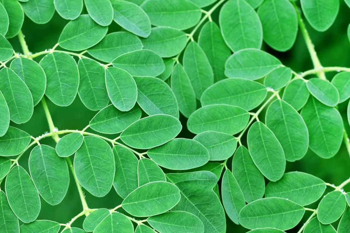 Moringa Tree Starter Plant - Live 3'-4' Miracle Tree, Highly Nutritious Superfood, Moringa oleifera, Easy Care & Fast Growing