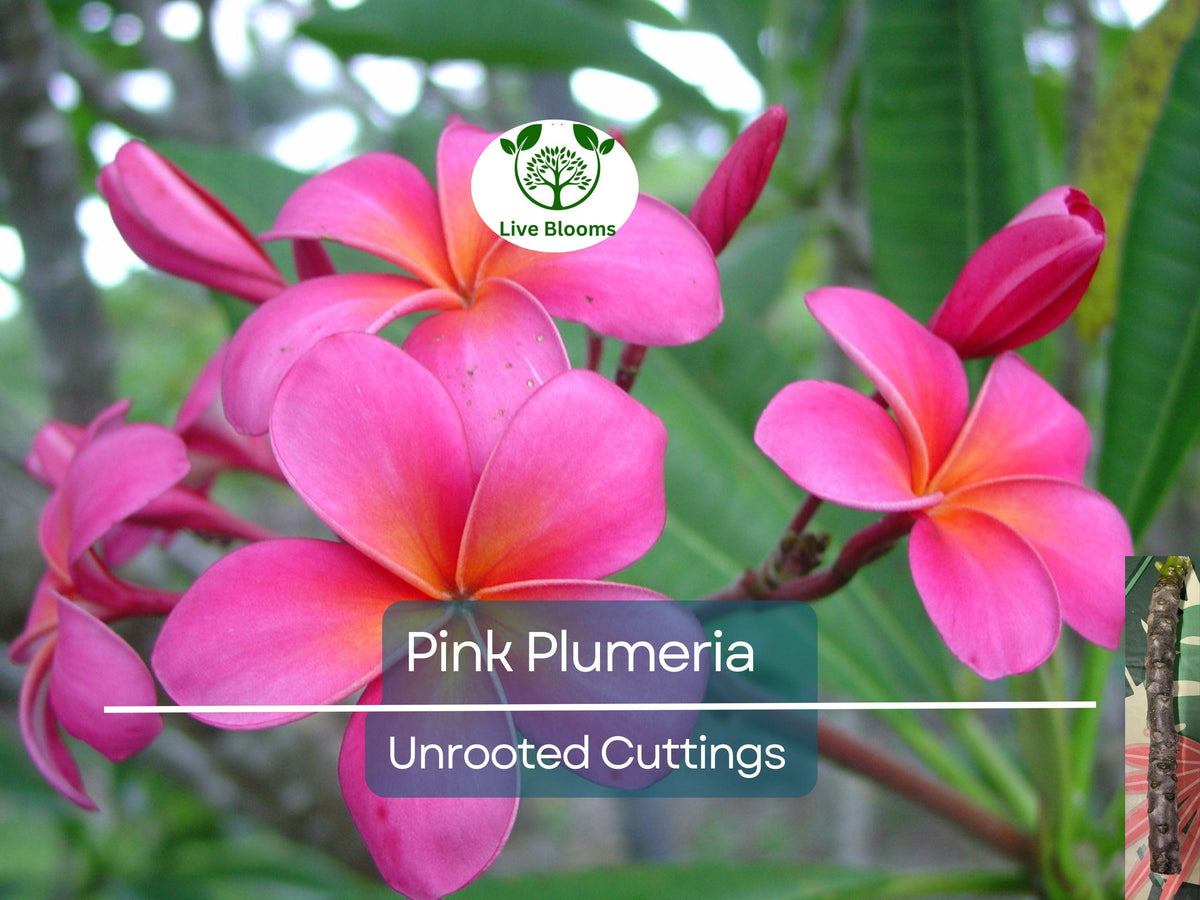 Pink Plumeria Cutting - 10" Unrooted Frangipani - Plumeria Rubra - Tropical Flower Starter for Propagation and Grafting