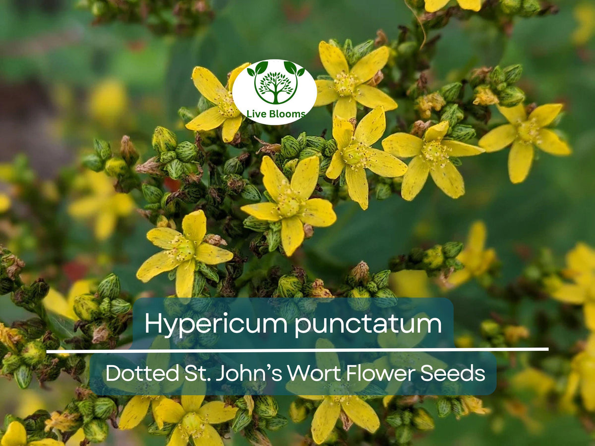 Dotted St. John's Wort Seeds 50 mg - Hypericum punctatum - Pollinator-Friendly Wildflower for Gardens & Meadows