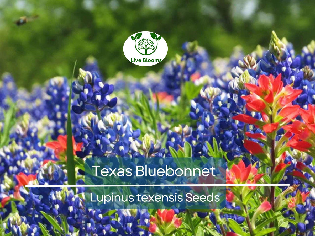 50 Texas Bluebonnet Seeds, Lupinus texensis, Heirloom Non-GMO Wildflower, Vibrant Blue Blooms, Sun/Partial Shade, Pollinator-Friendly
