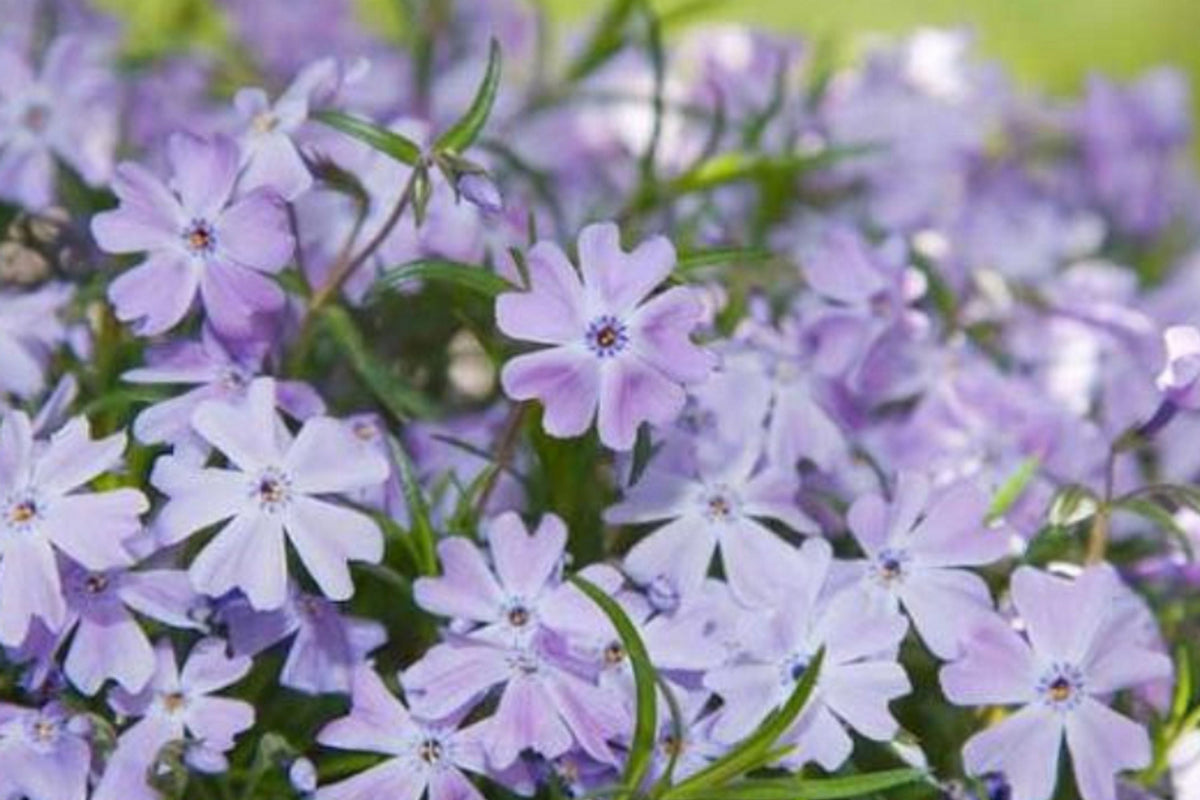 100 Blue Emerald Creeping Phlox Seeds – Vibrant Ground Cover Flowers – Phlox subulata – USA Grown, Butterfly Friendly