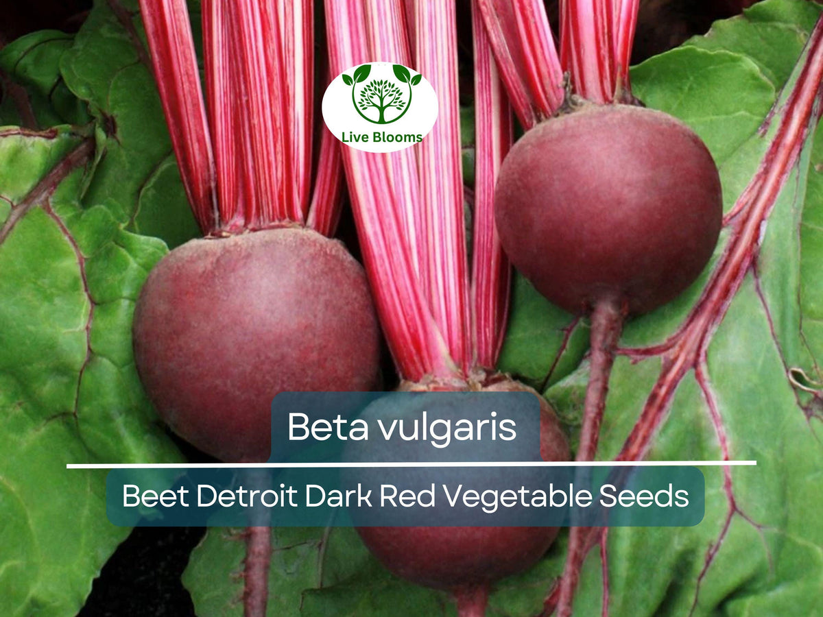 40 Seeds Detroit Dark Red Beets - Beta vulgaris | Heirloom Root Vegetable for Planting, Nutritious Harvests, Easy to Grow